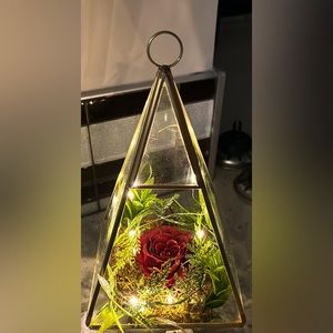 Glass Plant terrariums